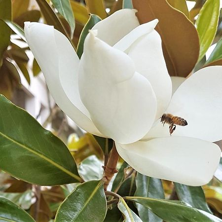 Healesville House - Magnolia House Екстериор снимка